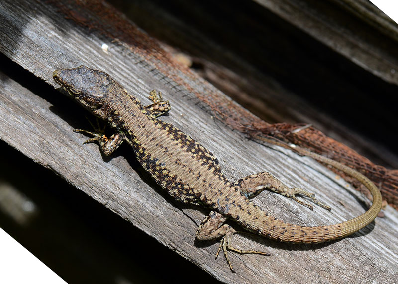 Interazione tra lucertole Podarcis muralis